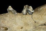 Fossil Juvenile Etruscan Wolf (Canis) Partial Mandible - Belgium #155000-8